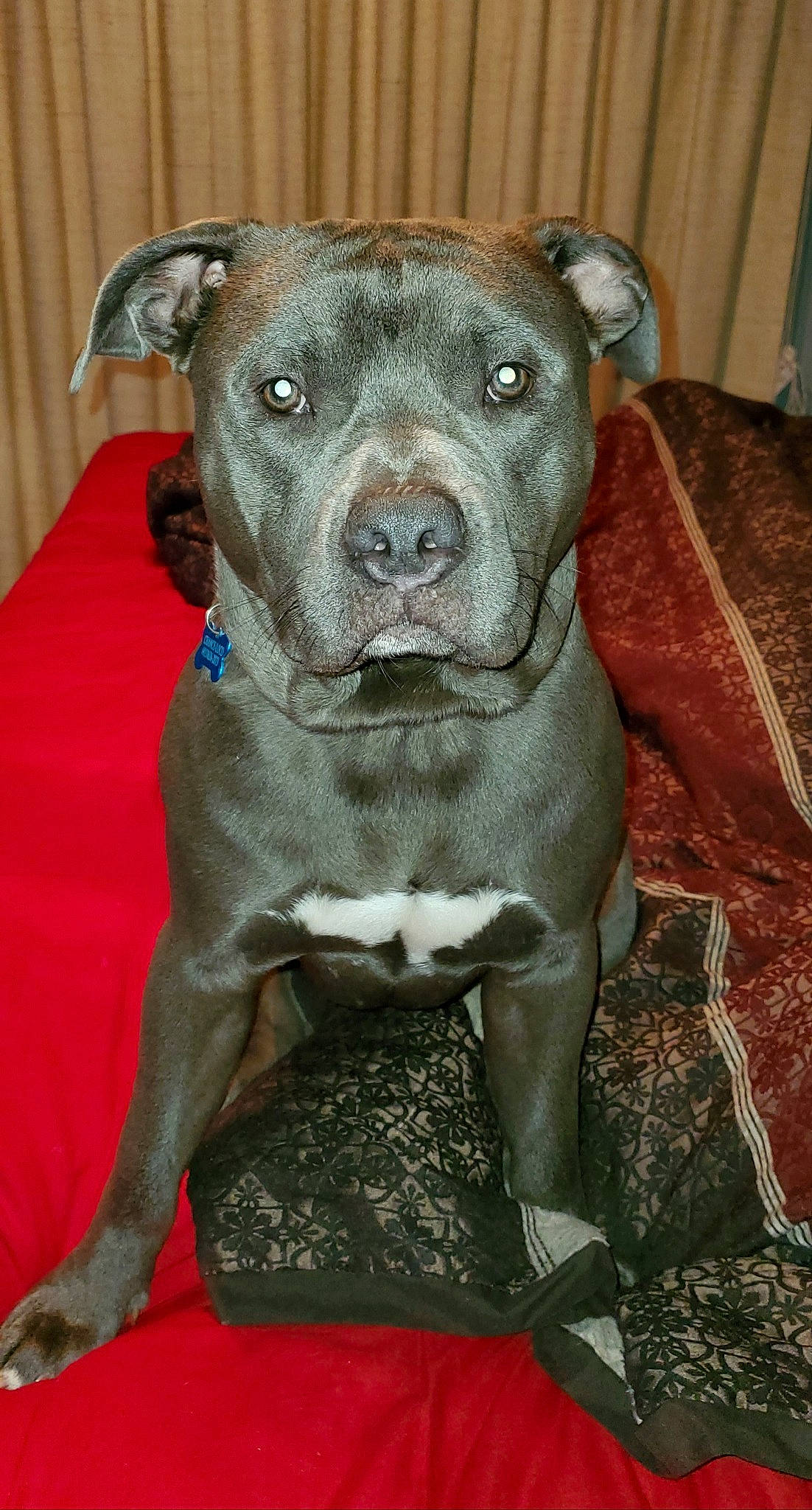 Chance-loco is registered to the contest to win money with this photo: american_pit_bull_terrier, american_staffordshire_terrier, bandog, bull_and_terrier, canidae, carnivore, dog, dog_breed, fawn, mammal, molosser, non_sporting_group, pit_bull, rare_breed_dog, snout, staffordshire_bull_terrier, vertebrate, whiskers