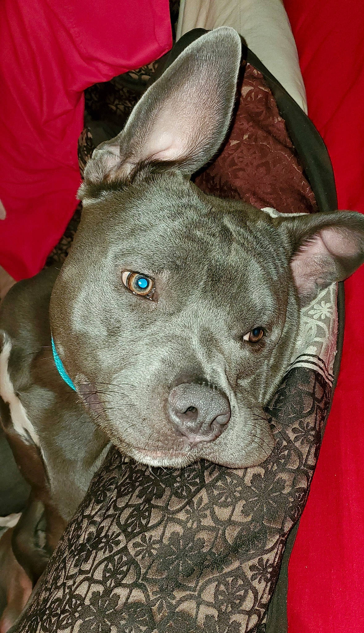 Chance-loco joined the competition — help win amazing prizes! american_hairless_terrier, american_pit_bull_terrier, american_staffordshire_terrier, canidae, carnivore, dog, dog_breed, ear, fawn, mammal, non_sporting_group, peruvian_hairless_dog, pit_bull, snout, sporting_group, thai_ridgeback, vertebrate, whiskers