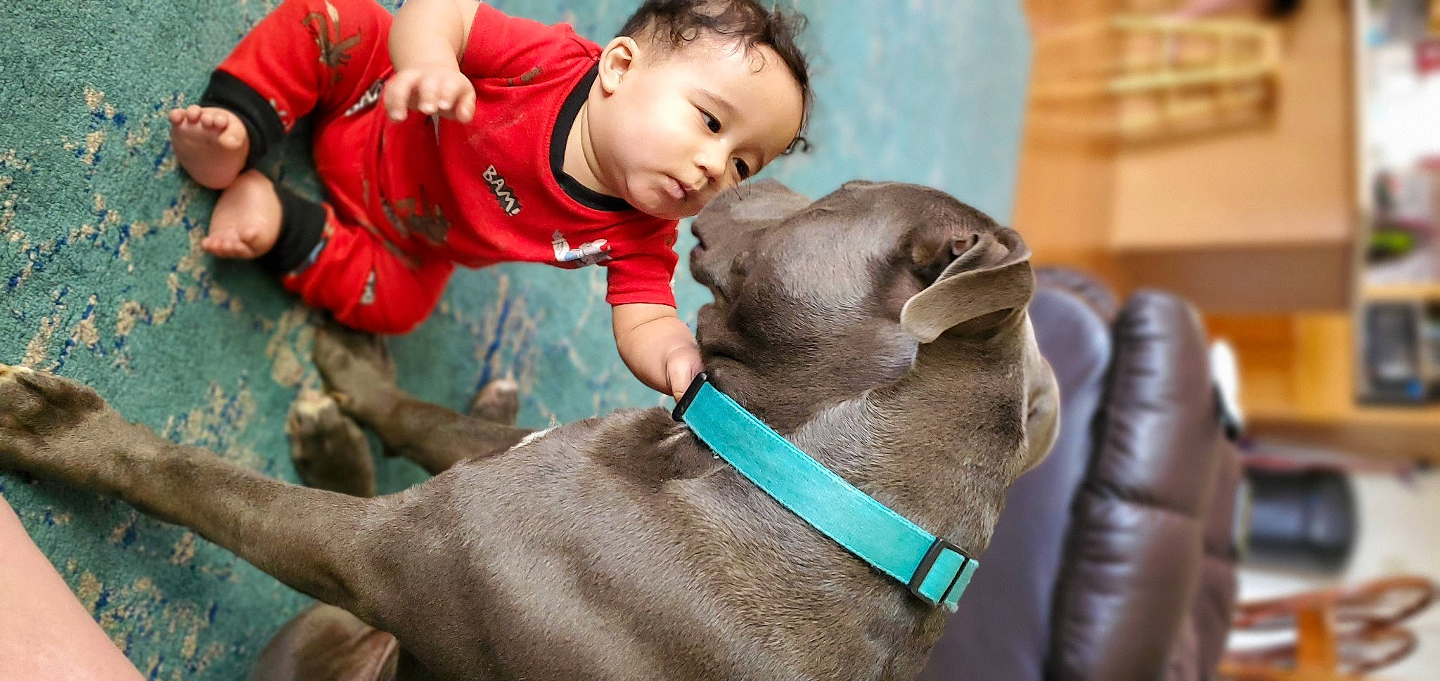 Chance-loco joined the competition — help win amazing prizes! american_pit_bull_terrier, canidae, carnivore, companion_dog, dog, dog_breed, fawn, mammal, puppy, snout, sporting_group, weimaraner