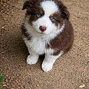 Bao a rejoint le concours — aidez-le/la à gagner de superbes lots ! puppy, dog, blue_eyes, brown_fur, white_fur, fluffy, cute, sitting, outdoor, dirt_path, nature, young_dog, pet, animal, fur, adorable, looking_up, small, canine, innocent