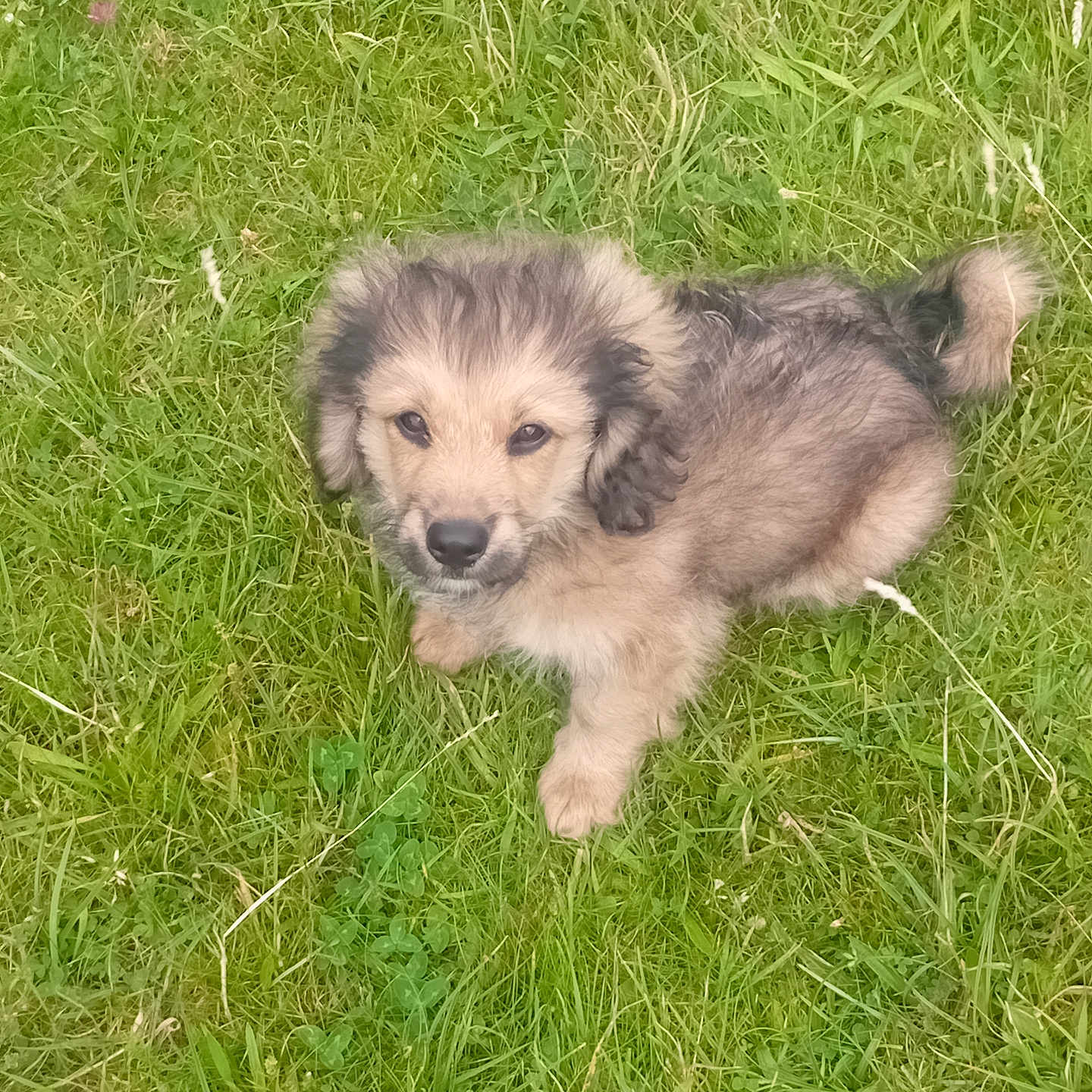 Ozzy joined the competition — help win amazing prizes! adorable, animal, canine, cute, dog, eyes, field, fluffy, fur, grass, green, head, nature, outdoor, pet, portrait, puppy, sitting, small, young