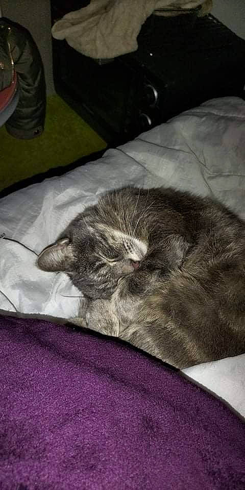 Miaune a rejoint le concours — aidez-le/la à gagner de superbes lots ! bedding, carnivore, cat, claw, comfort, domestic_short_haired_cat, felidae, fur, grey, linens, magenta, nap, paw, room, sleep, small_to_medium_sized_cats, tail, whiskers