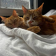 Sonny joined the competition — help win amazing prizes! cat, cats, ginger_cat, sleeping, cozy, blanket, window, indoor, pet, feline, fur, whiskers, closeup, resting, two_animals, domestic_animal, cute, companion, natural_light, relaxed