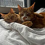 cat, cats, ginger_cat, sleeping, cozy, blanket, window, indoor, pet, feline, fur, whiskers, closeup, resting, two_animals, domestic_animal, cute, companion, natural_light, relaxed