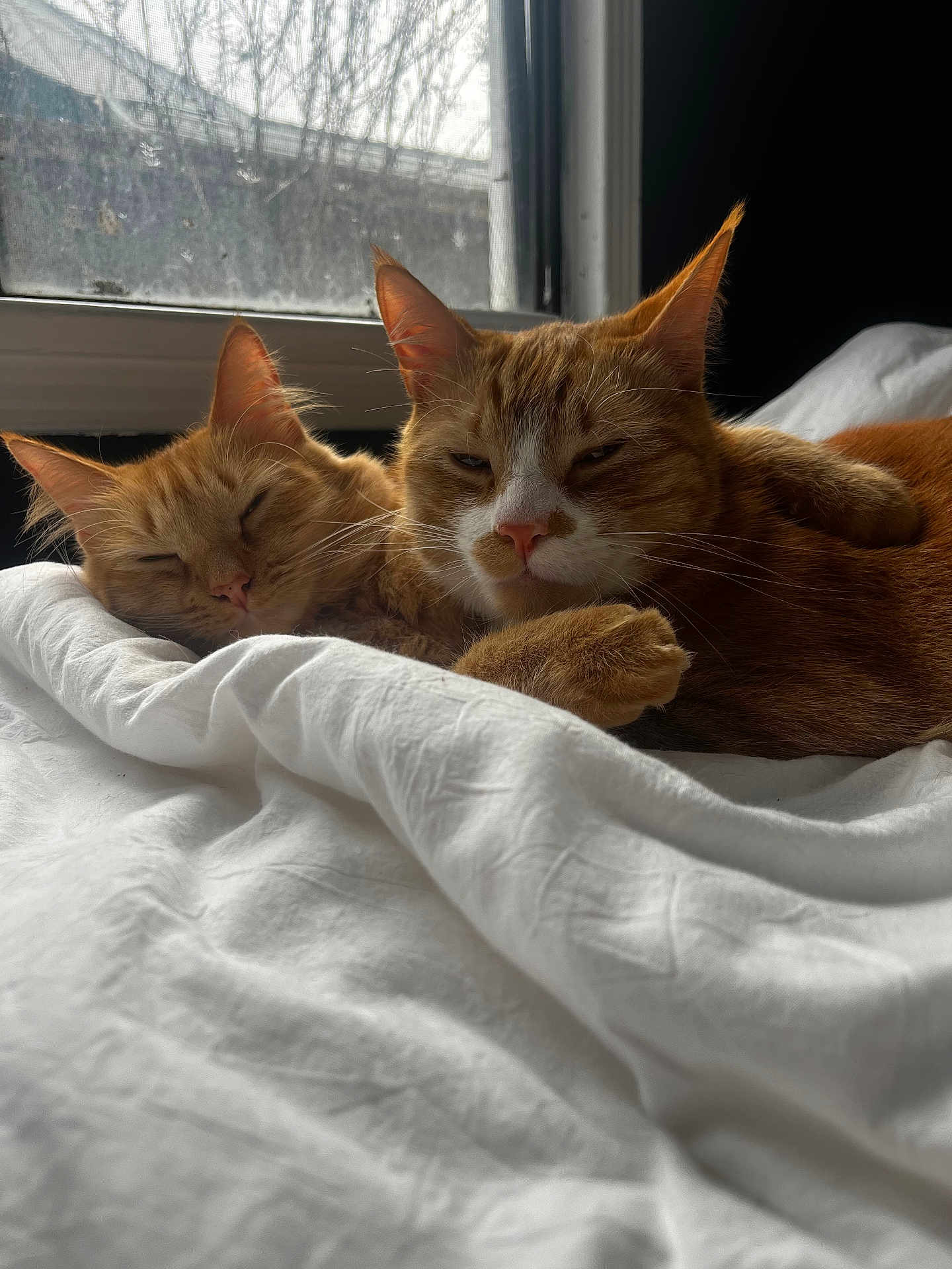 Sonny joined the competition — help win amazing prizes! cat, cats, ginger_cat, sleeping, cozy, blanket, window, indoor, pet, feline, fur, whiskers, closeup, resting, two_animals, domestic_animal, cute, companion, natural_light, relaxed