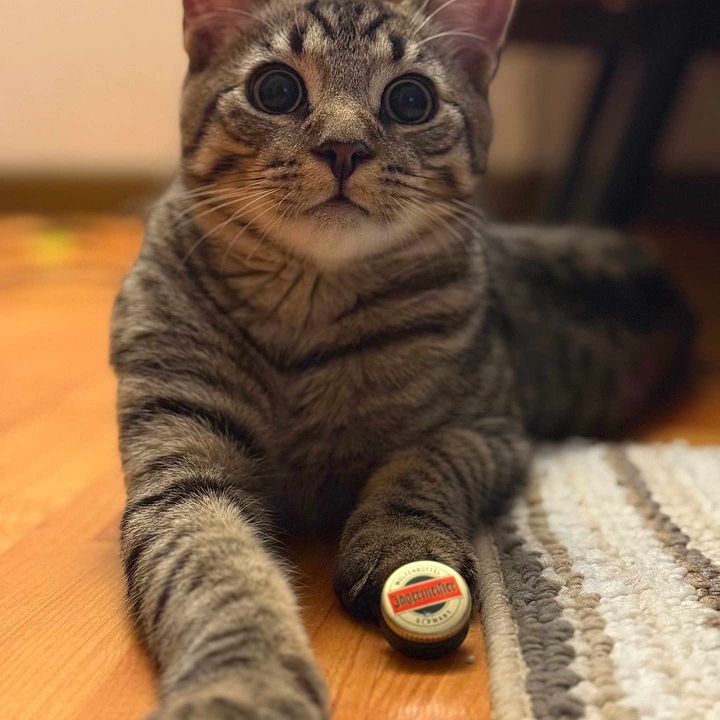 Micester joined the competition — help win amazing prizes! abyssinian, animal, architecture, building, cat, couch, electronics, face, furniture, hardwood, head, indoors, kitten, manx, person, pet, photography, portrait, stainedwood, wood