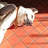 Usko participe au concours pour gagner de l'argent avec cette photo : dog, white_dog, brown_patches, pet, animal, lying_down, upside_down, relaxed, sunlight, terracotta_tiles, patio, outdoor, collar, portrait, close_up, shadow, floor, happy, playful, home