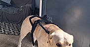 Usko a rejoint le concours — aidez-le/la à gagner de superbes lots ! dog, dogs, puppy, black_dog, cream_dog, standing, doorway, indoors, pet, animal, canine, harness, backpack, happy, open_mouth, tongue, carpet, couch, ribbons, certificates