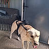 dog, dogs, puppy, black_dog, cream_dog, standing, doorway, indoors, pet, animal, canine, harness, backpack, happy, open_mouth, tongue, carpet, couch, ribbons, certificates