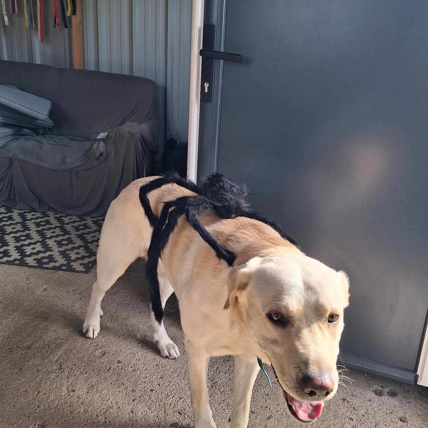 Usko a rejoint le concours — aidez-le/la à gagner de superbes lots ! dog, dogs, puppy, black_dog, cream_dog, standing, doorway, indoors, pet, animal, canine, harness, backpack, happy, open_mouth, tongue, carpet, couch, ribbons, certificates