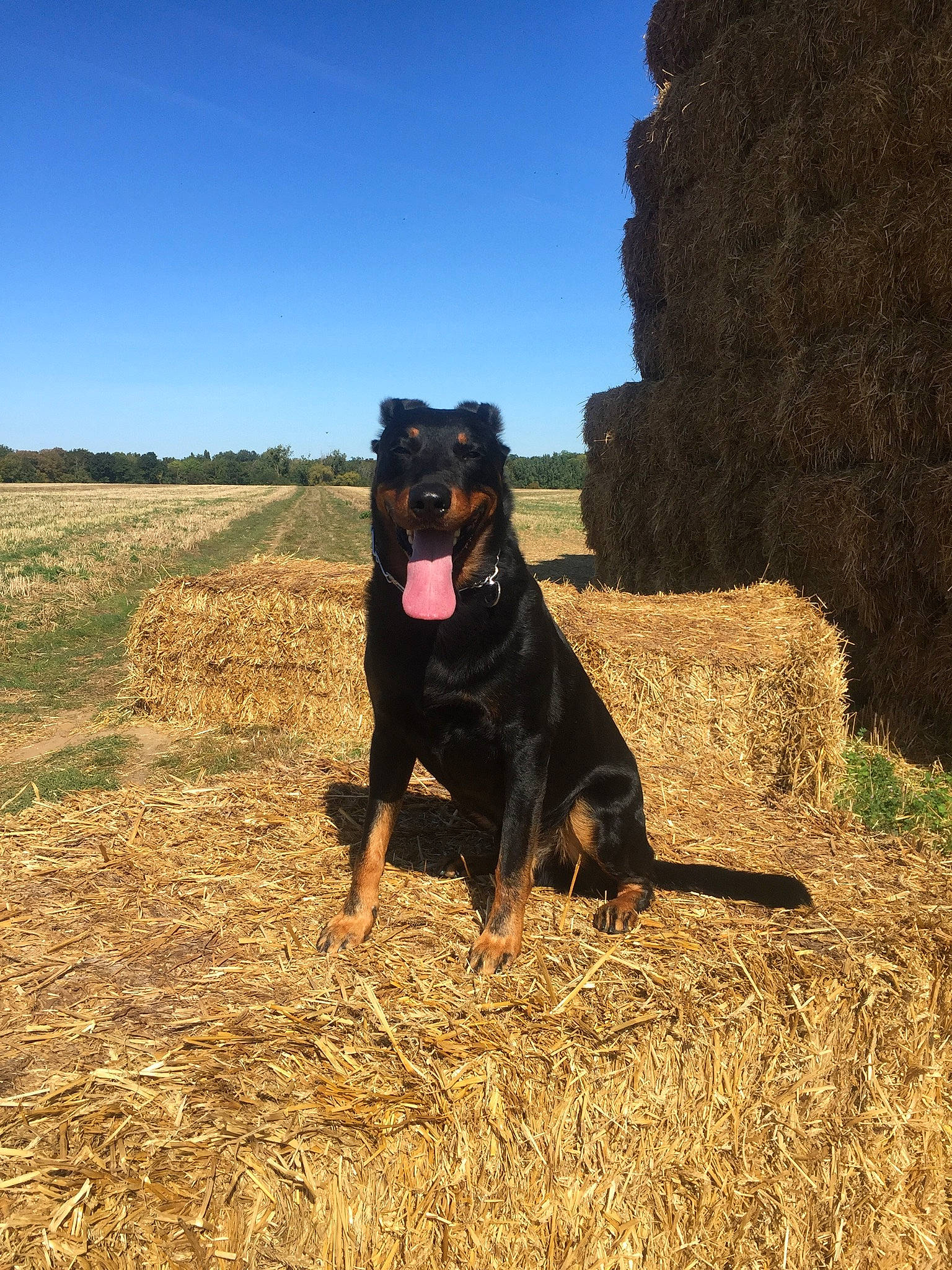 Malone a rejoint le concours — aidez-le/la à gagner de superbes lots ! beauceron, canidae, carnivore, dog, dog_breed, german_pinscher, guard_dog, huntaway, hunting_dog, landscape, mammal, plant, rottweiler, sky, sporting_group, vertebrate, working_dog