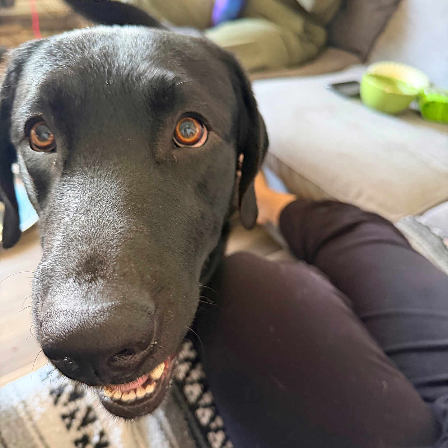 Xolo is registered to the contest to win money with this photo: black_dog, blanket, close_up, couch, dog, eyes, face, green_bowl, happy, home_interior, human, labrador, living_room, nose, person_leg, rug, sofa, teeth, toy, tumbler