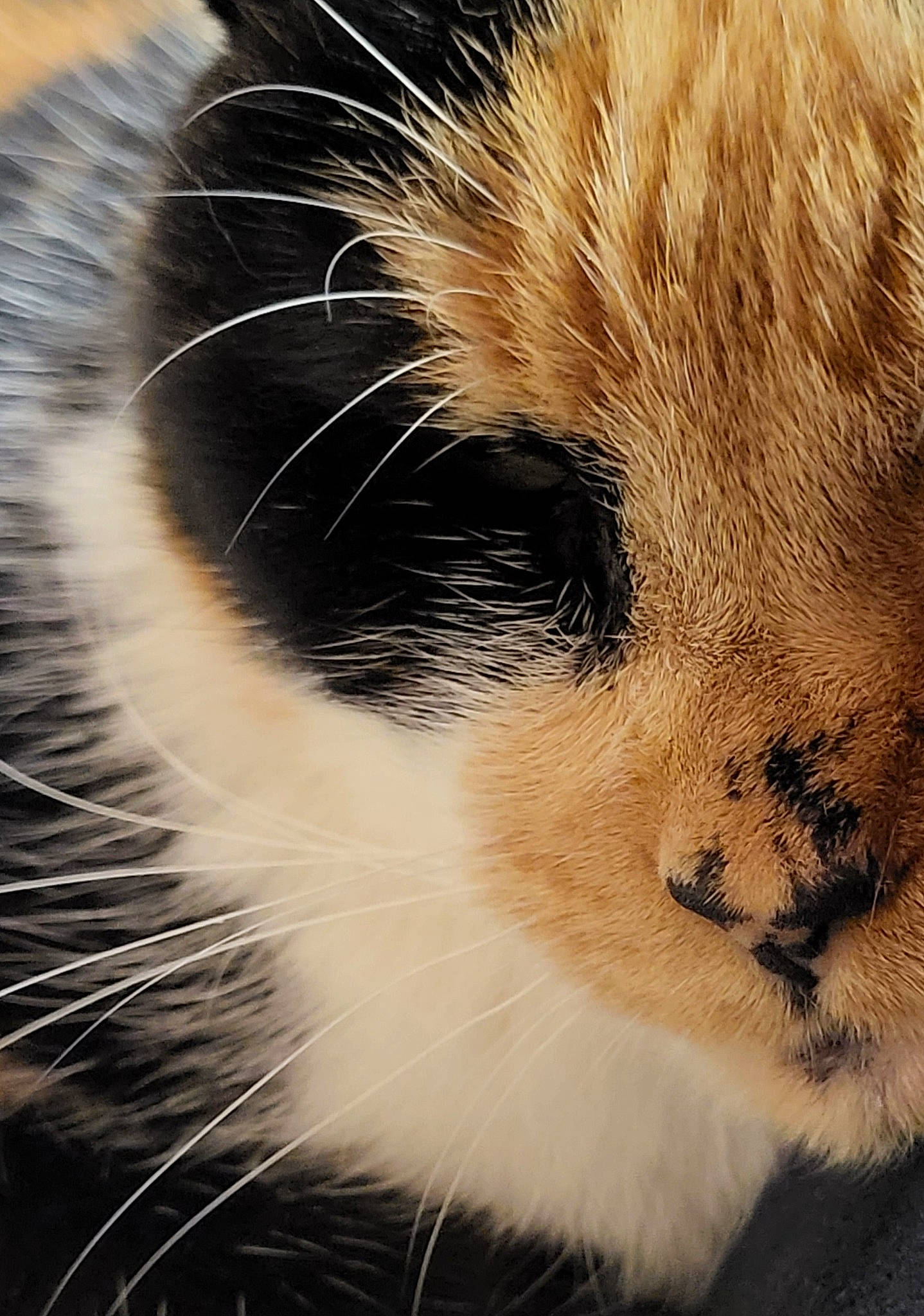 Murphy Brown is registered to the contest to win money with this photo: carnivore, cat, close_up, domestic_short_haired_cat, eye, felidae, fur, head, macro_photography, paw, small_to_medium_sized_cats, snout, tail, terrestrial_animal, whiskers