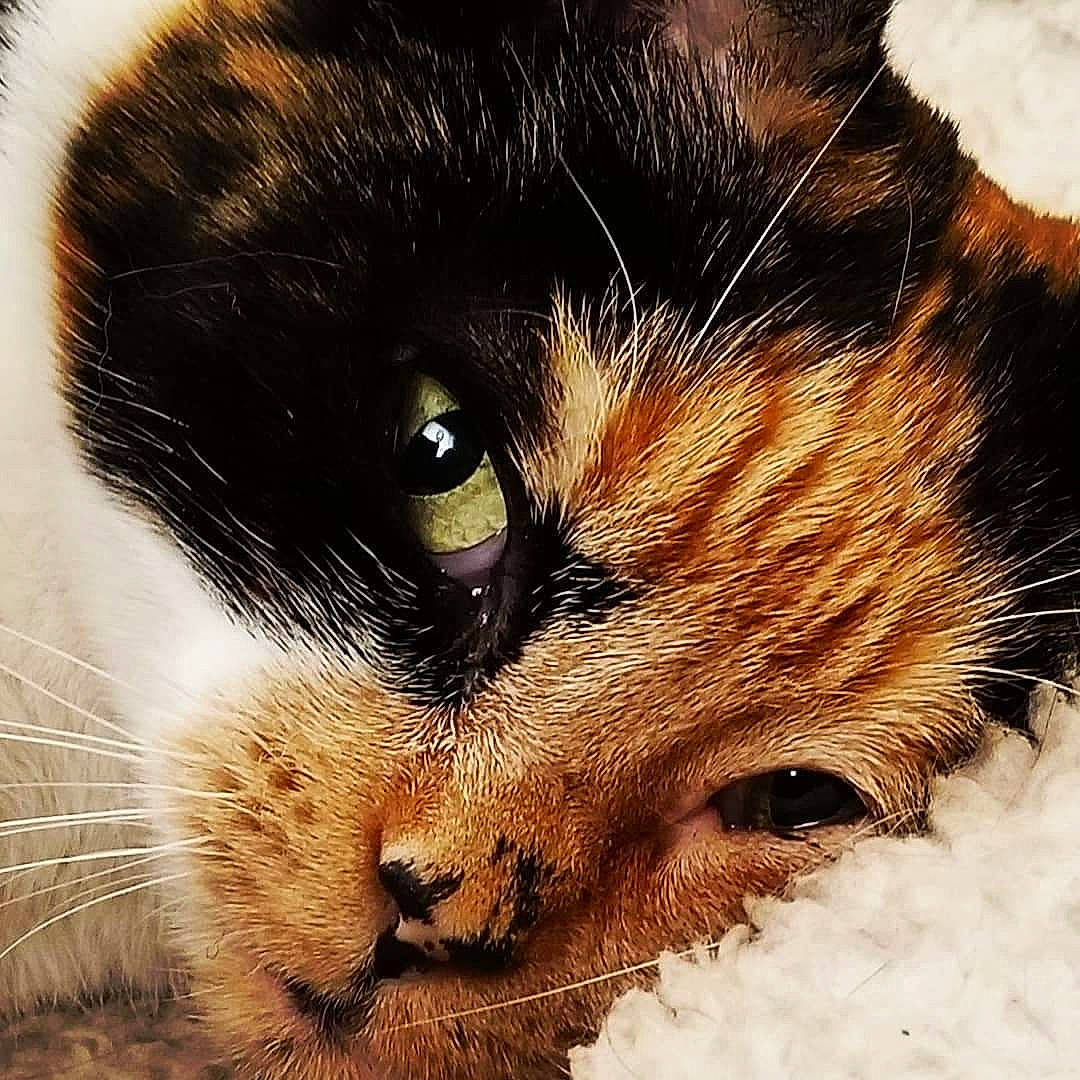 Murphy Brown is registered to the contest to win money with this photo: art, carnivore, cat, claw, close_up, domestic_short_haired_cat, ear, eye, felidae, fur, iris, nap, paw, sky, small_to_medium_sized_cats, snout, tail, terrestrial_animal, whiskers, wildlife