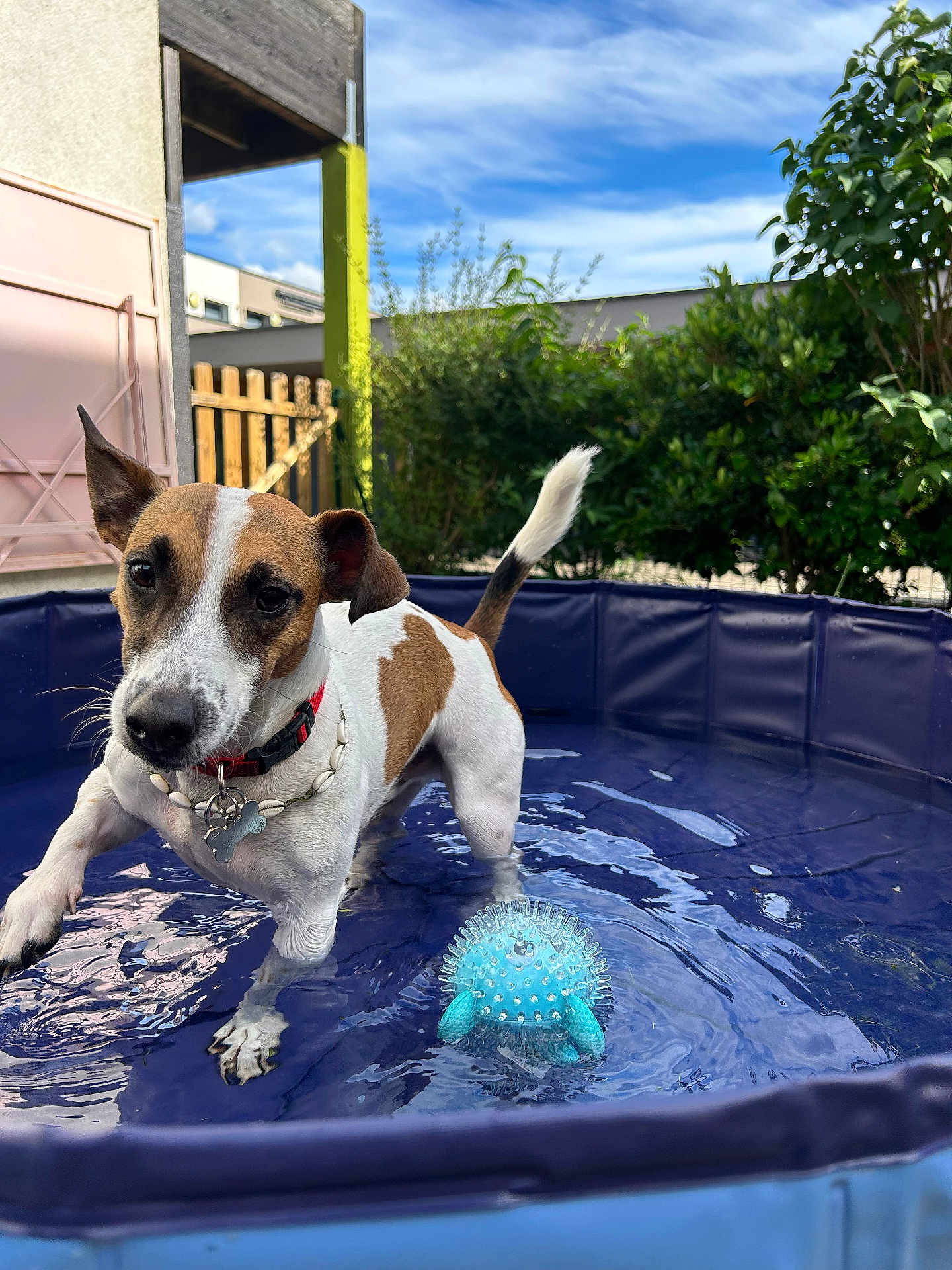 Teddy participe au concours pour gagner de l'argent avec cette photo : dog, jack_russell_terrier, water, pool, toy, blue, outdoor, pet, playful, summer, canine, paw, collar, fence, greenery, sky, sunny, backyard, animal, happy