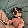 Teddy a rejoint le concours — aidez-le/la à gagner de superbes lots ! dog, blanket, bed, pet, fur, paws, collar, cute, indoor, resting, animal, domestic, sleepy, comfort, canine, white, brown, small_dog, lying_down, portrait