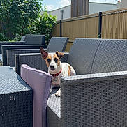 Teddy a rejoint le concours — aidez-le/la à gagner de superbes lots ! dog, animal, pet, outdoor, sofa, cushion, wicker_furniture, patio, sunny, blue_sky, clouds, fence, greenery, relaxing, collar, ear_up, small_dog, daylight, backyard, resting