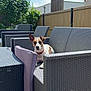 dog, animal, pet, outdoor, sofa, cushion, wicker_furniture, patio, sunny, blue_sky, clouds, fence, greenery, relaxing, collar, ear_up, small_dog, daylight, backyard, resting