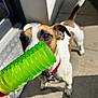 dog, toy, green_toy, outdoor, sunlight, collar, curious, pet, pavement, shadow, closeup, brown_and_white, ears, tail, hand, playing, focus, animal, companion, cheerful