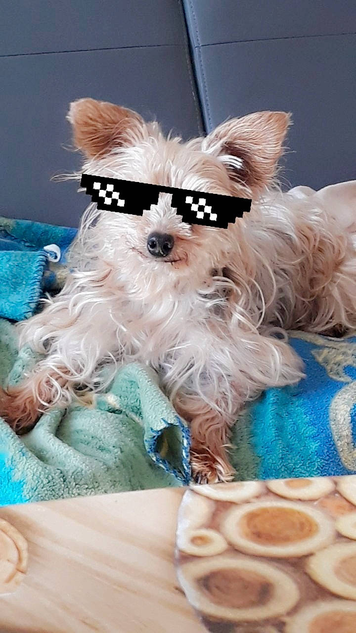 Elite a rejoint le concours — aidez-le/la à gagner de superbes lots ! bolonka, canidae, carnivore, chinese_imperial_dog, companion_dog, dog, dog_breed, dog_clothes, fawn, maltepoo, maltese, mammal, morkie, non_sporting_group, puppy, rare_breed_dog, shih_tzu, terrier, toy_dog, yorkshire_terrier