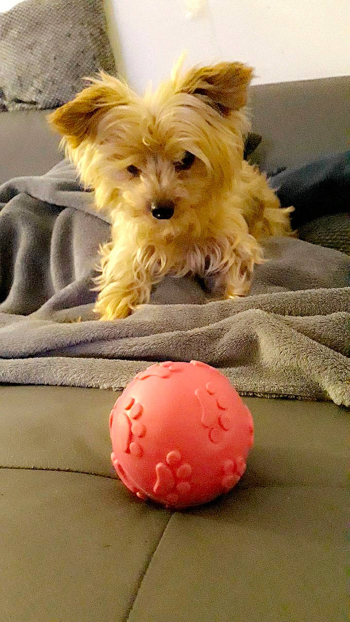 Elite a rejoint le concours — aidez-le/la à gagner de superbes lots ! ball, bolonka, canidae, carnivore, companion_dog, dog, dog_breed, dog_toy, maltepoo, maltese, mammal, morkie, pekapoo, puppy, rare_breed_dog, small_terrier, terrier, toy_dog, yorkipoo, yorkshire_terrier