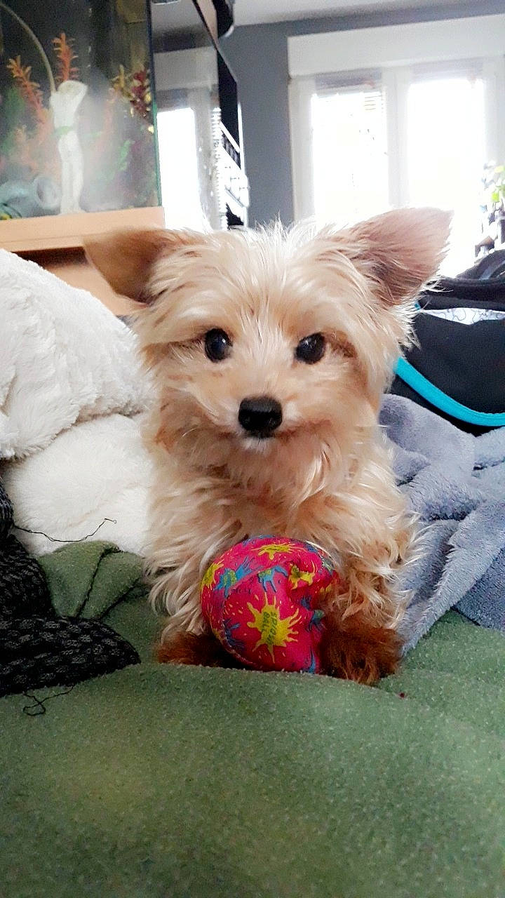 Elite participe au concours pour gagner de l'argent avec cette photo : biewer_terrier, cairn_terrier, canidae, carnivore, companion_dog, dog, dog_breed, maltepoo, maltese, mammal, morkie, puppy, rare_breed_dog, schnoodle, terrier, toy_dog, vertebrate, west_highland_white_terrier, yorkipoo, yorkshire_terrier