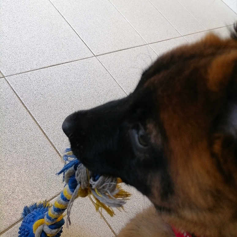 Asgard participe au concours pour gagner de l'argent avec cette photo : animal, black_fur, brown_fur, canine, chewing, close_up, collar, dog, domestic_animal, floor, indoor, pet, pet_accessory, playful, red_collar, rope_toy, side_view, tile_floor, toy, young_dog