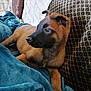 Asgard participe au concours pour gagner de l'argent avec cette photo : puppy, dog, brown, black, couch, blanket, indoor, pet, fur, resting, relaxed, young, animal, cozy, furniture, side_view, curious, ears, snout, comfort
