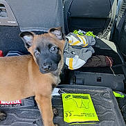 Asgard participe au concours pour gagner de l'argent avec cette photo : puppy, dog, car_interior, seat, clothing, floor_mat, yellow_packet, pet, young_dog, curious, indoors, transport, animal, brown_fur, black_face, ears, paws, vehicle, messy, companion