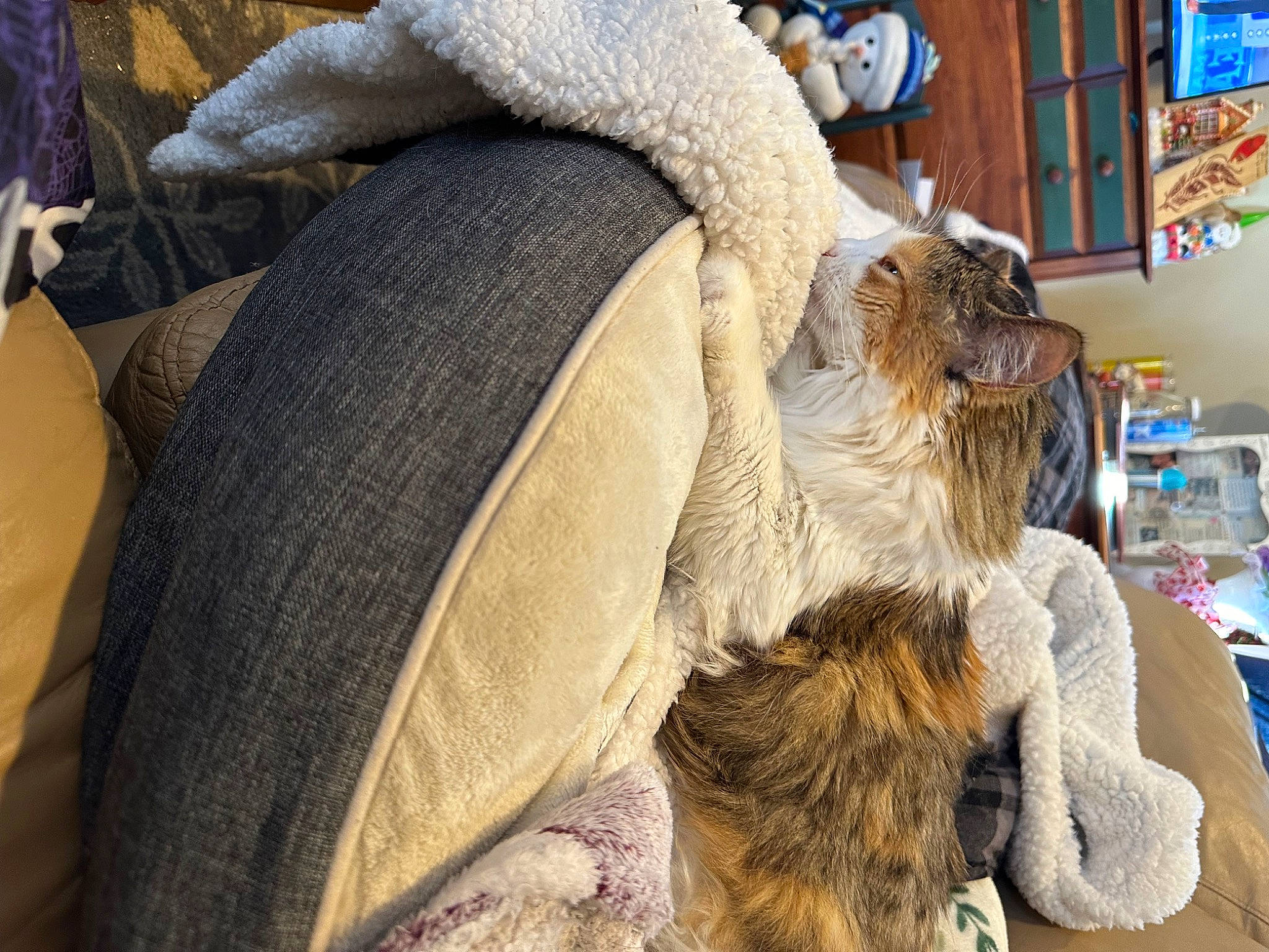 Camo is registered to the contest to win money with this photo: canidae, carnivore, comfort, companion_dog, dog_breed, fawn, felidae, fur, fur_clothing, hat, linens, nap, natural_material, small_to_medium_sized_cats, snout, sporting_group, toy, whiskers, wood, wool