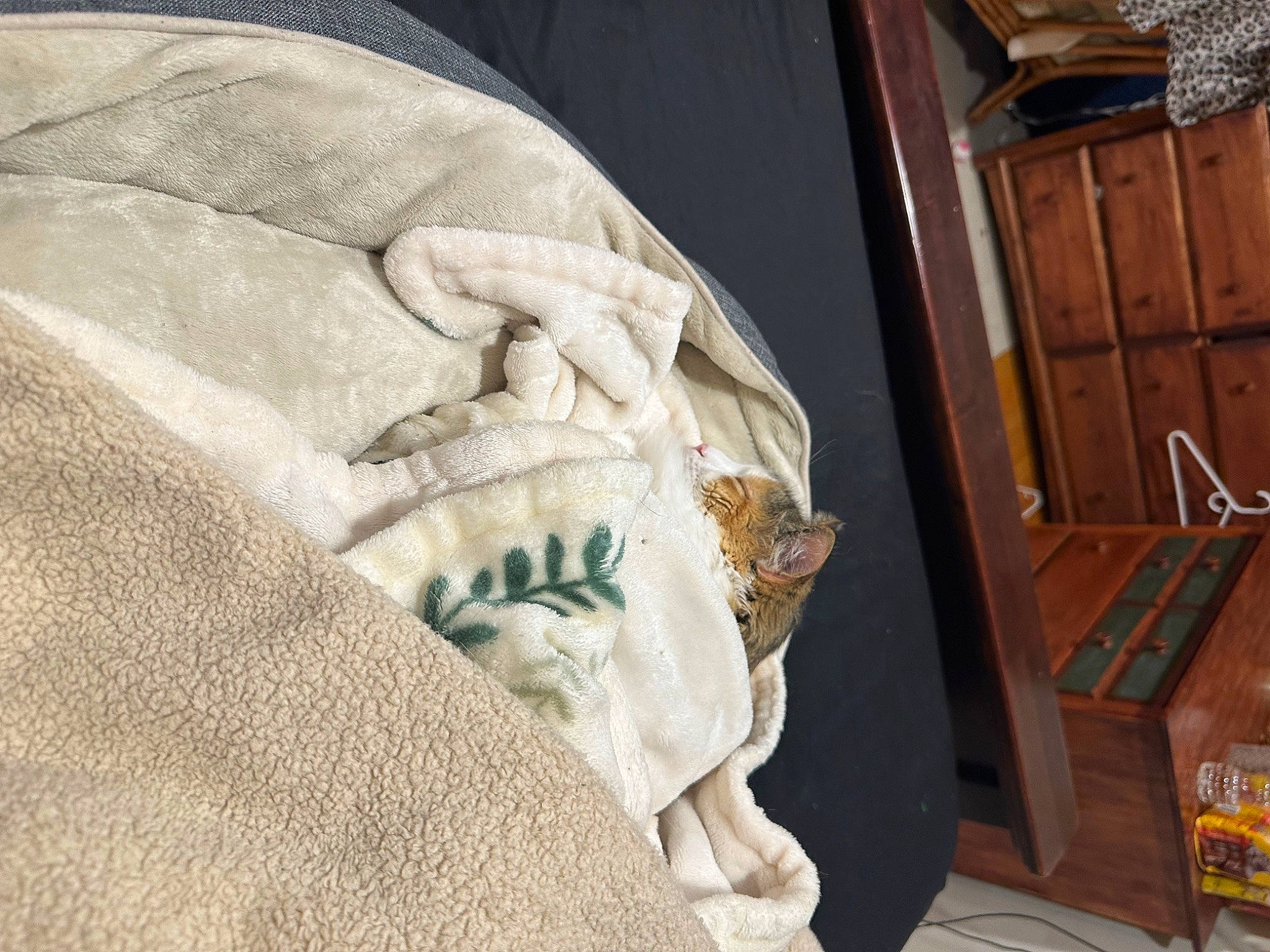 Camo is registered to the contest to win money with this photo: bedding, blanket, cabinetry, chest_of_drawers, comfort, cupboard, drawer, felidae, fur, hardwood, linens, pattern, room, sleeve, throw_pillow, wood