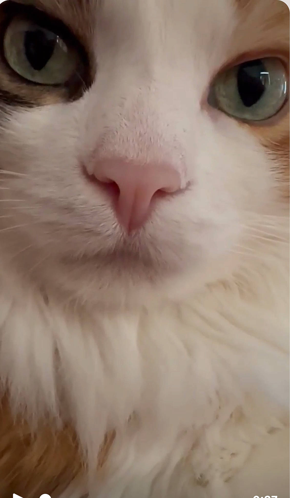 Camo joined the competition — help win amazing prizes! carnivore, cat, domestic_short_haired_cat, eye, eyelash, felidae, fur, head, no_expression, small_to_medium_sized_cats, snout, whiskers