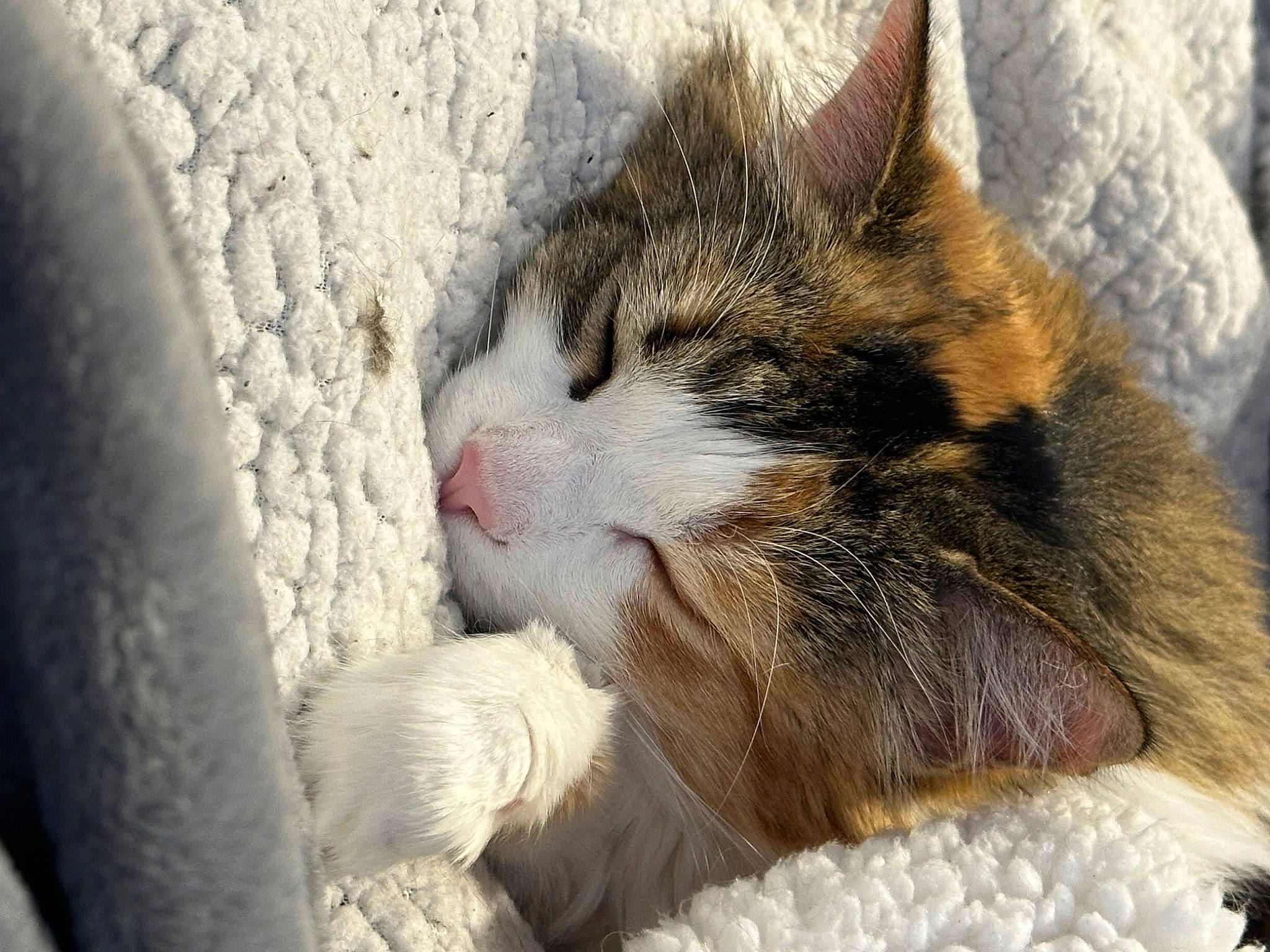 Camo is registered to the contest to win money with this photo: carnivore, cat, claw, comfort, domestic_short_haired_cat, felidae, fur, nap, paw, sleep, small_to_medium_sized_cats, snow, tail, terrestrial_animal, whiskers, wildlife, window, winter