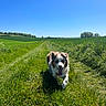 dog, australian_shepherd, long_hair, fluffy, tongue_out, running, outdoor, grass, grassy_field, country_path, farmland, countryside, rolling_hills, blue_sky, sunny, wildflowers, trees, nature, landscape, animal_portrait