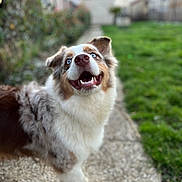 Véo participe au concours pour gagner de l'argent avec cette photo : dog, puppy, fluffy, blue_eyes, smiling, open_mouth, teeth, portrait, outdoor, garden, grass, stone_path, house, neighborhood, fur, white_fur, brown_fur, happy, standing, close_up