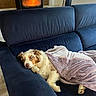 dog, puppy, sleeping, blanket, sofa, couch, fireplace, indoors, cozy, relaxed, brown_and_white, fluffy, pet, animal, home, living_room, nap, portrait, warmth, comfort