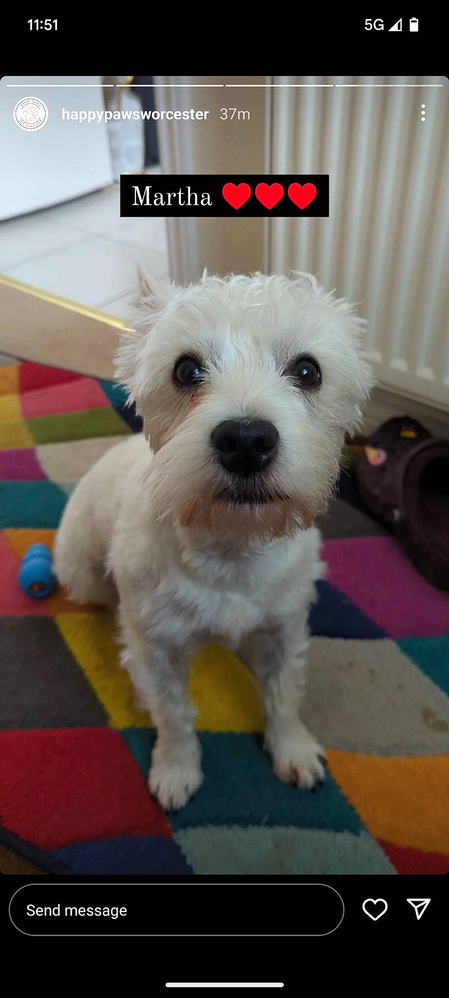 Martha joined the competition — help win amazing prizes! canidae, carnivore, companion_dog, dog, dog_breed, dog_collar, dog_supply, flooring, fur, labradoodle, maltepoo, paw, puppy_love, small_terrier, snout, sporting_group, tail, terrier, toy_dog, working_animal