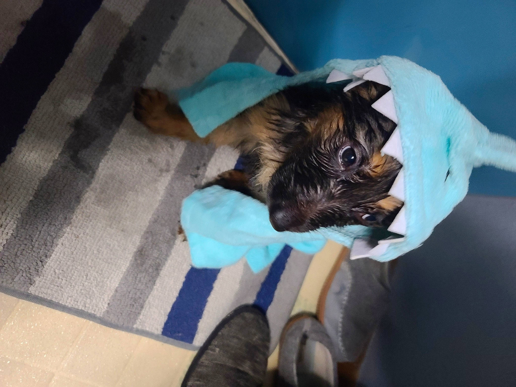 Ash is registered to the contest to win money with this photo: bat, canidae, carnivore, claw, comfort, companion_dog, dog, dog_breed, fawn, felidae, flooring, foot, fur, human_leg, pipistrelles, small_to_medium_sized_cats, sporting_group, tail, toy_dog, whiskers