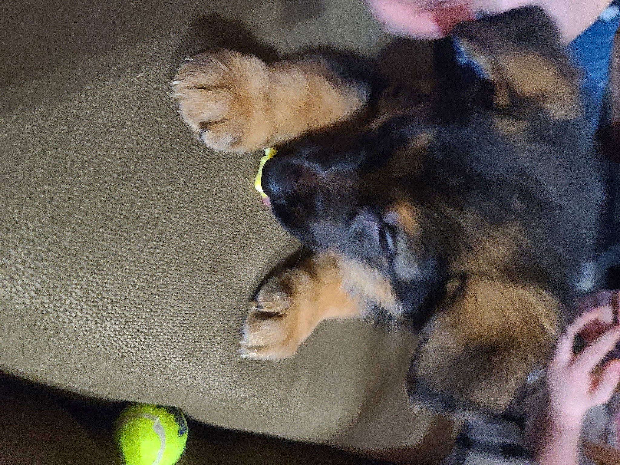 Ash is registered to the contest to win money with this photo: ball, carnivore, citric_acid, citrus, companion_dog, dog, dog_breed, fruit, fur, herding_dog, key_lime, lemon, lime, meyer_lemon, paw, persian_lime, rangpur, sweet_lemon, tail, tennis_ball