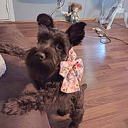 Rosie is registered to the contest to win money with this photo: dog, bow, fluffy, black_dog, couch, flooring, wooden_floor, indoor, pet, animal, curious, paw, furniture, doll, cords, decor, home, cute, pet_accessory, living_room