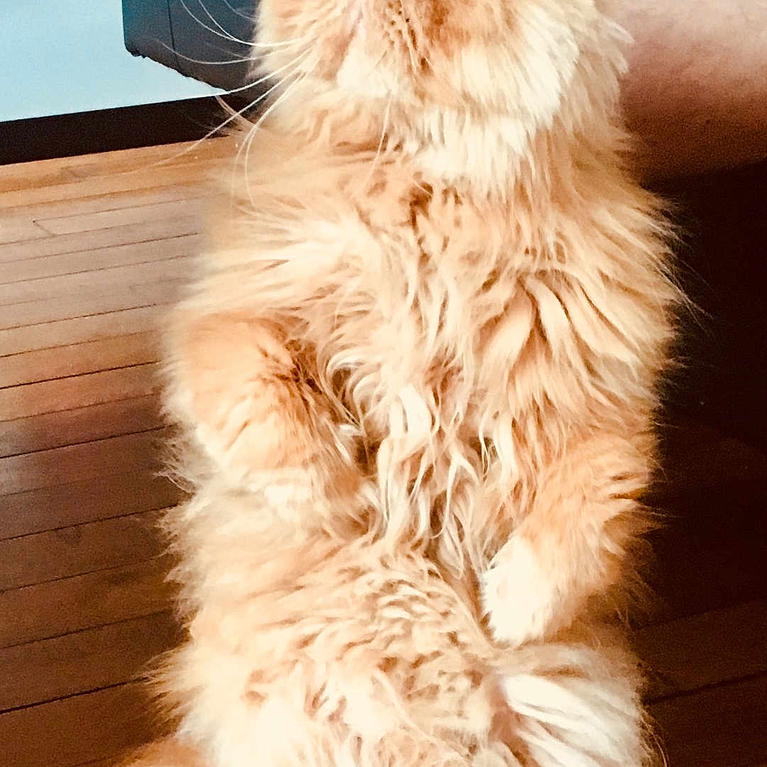 Méphisto a rejoint le concours — aidez-le/la à gagner de superbes lots ! angora, animal, box, cat, couch, face, furniture, hardwood, head, indoors, interiordesign, kitten, manx, person, pet, photography, plywood, portrait, table, wood