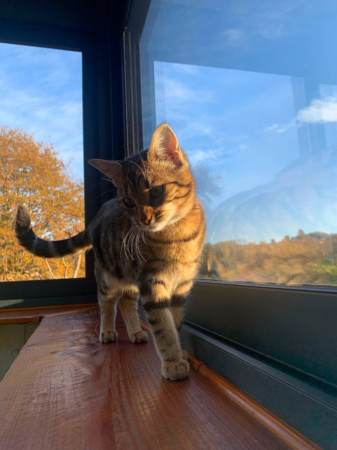 Shanel participe au concours pour gagner de l'argent avec cette photo : carnivore, cat, cloud, comfort, domestic_short_haired_cat, fawn, felidae, fur, hardwood, plant, roof, sky, small_to_medium_sized_cats, tail, terrestrial_animal, tints_and_shades, tree, whiskers, window, wood