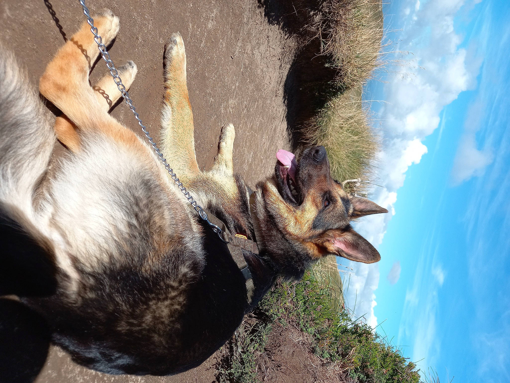 Tanya participe au concours pour gagner de l'argent avec cette photo : adventure, canidae, carnivore, cloud, dog, dog_breed, east_european_shepherd, fawn, fur, mountain, paw, plant, rock, sky, snout, sporting_group, tree, water, wildlife, working_dog