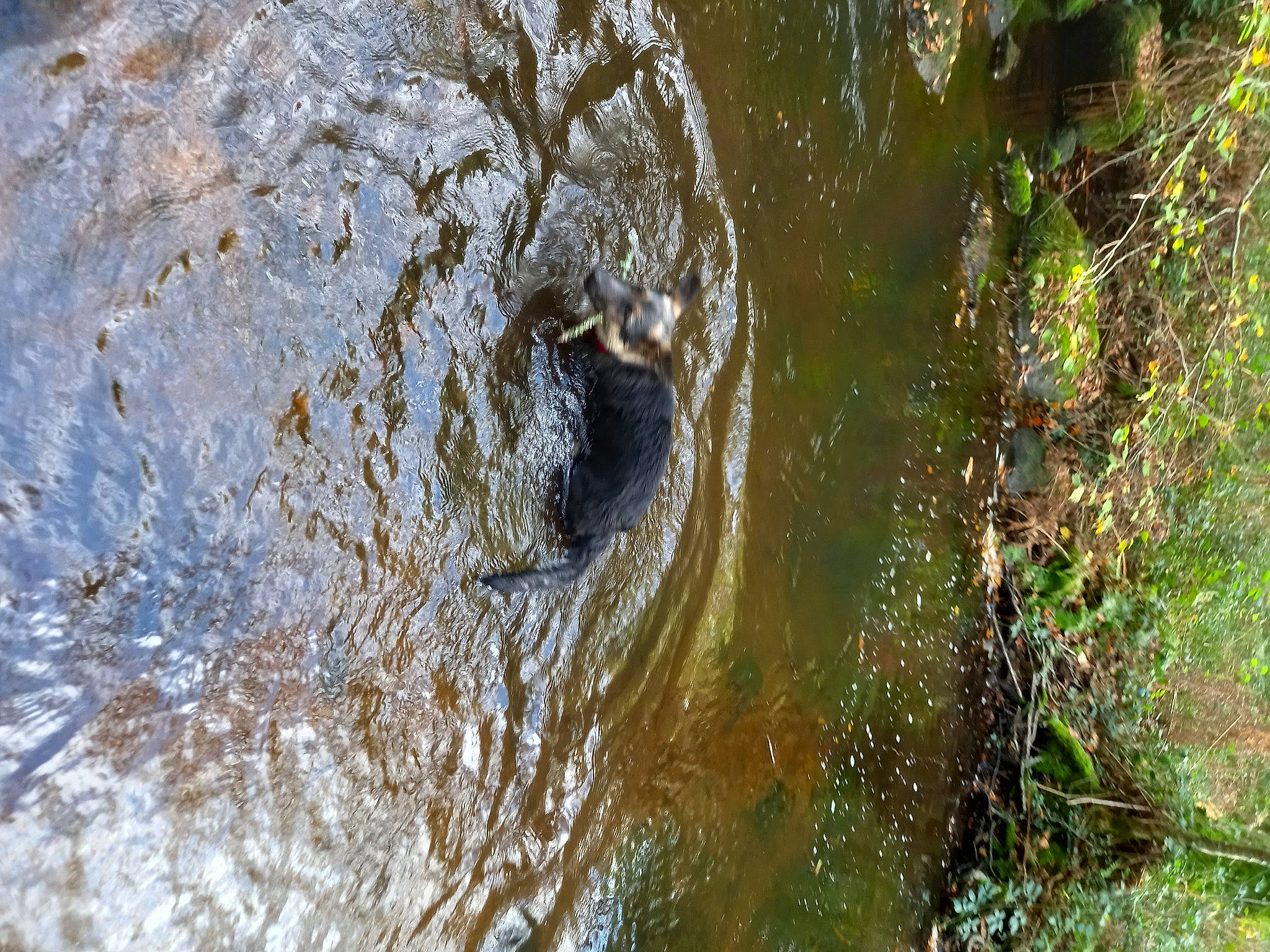 Tanya participe au concours pour gagner de l'argent avec cette photo : circle, fluid, grass, lake, liquid, macro_photography, mineral_spring, natural_landscape, pond, seep, stream, terrestrial_animal, terrestrial_plant, water, wetland, wildlife, wood