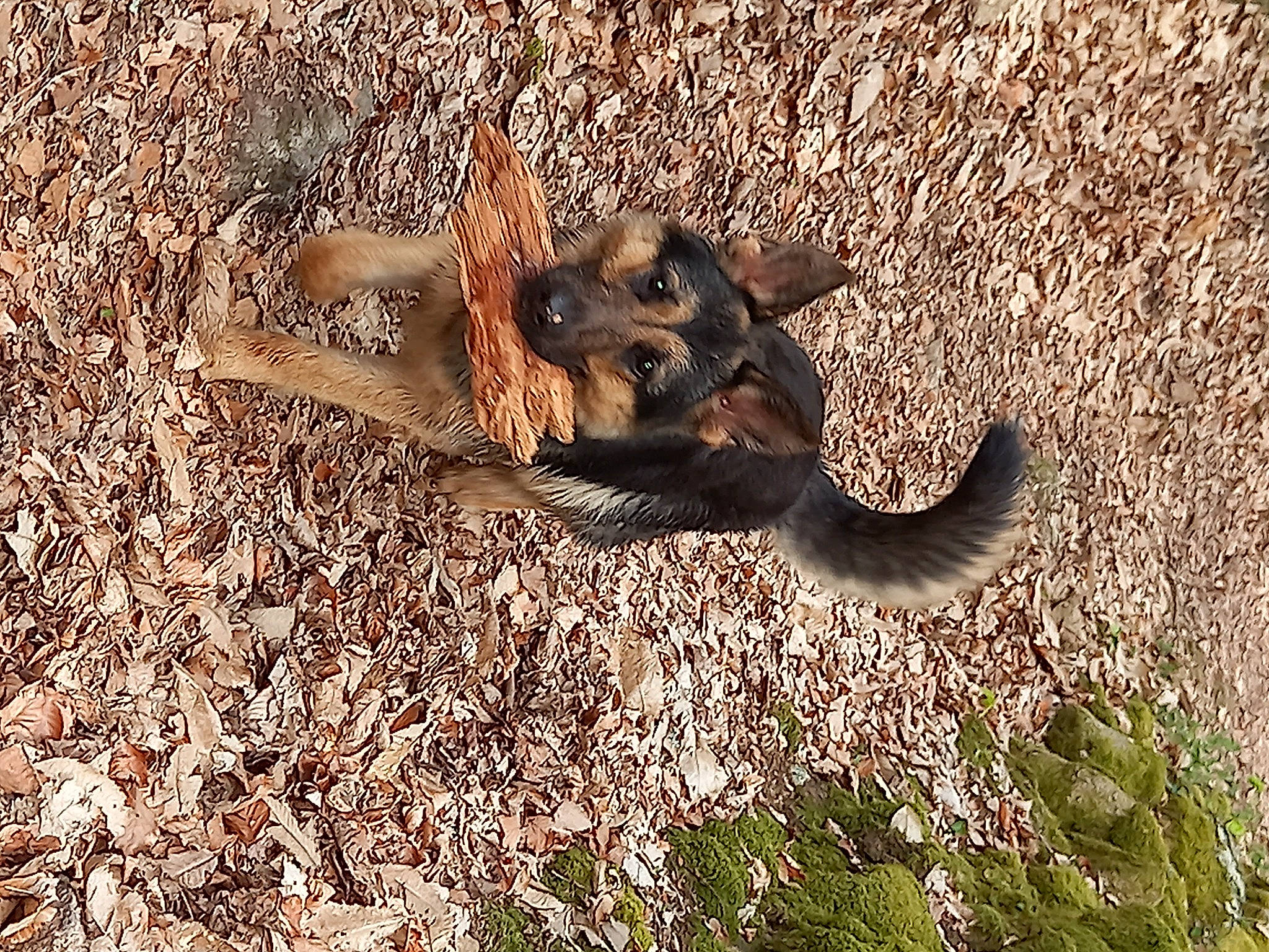 Tanya participe au concours pour gagner de l'argent avec cette photo : bat, canidae, carnivore, dog_breed, fawn, fur, grass, mouse_eared_bat, organism, paw, plant, soil, tail, terrestrial_animal, tree, wildlife, wood