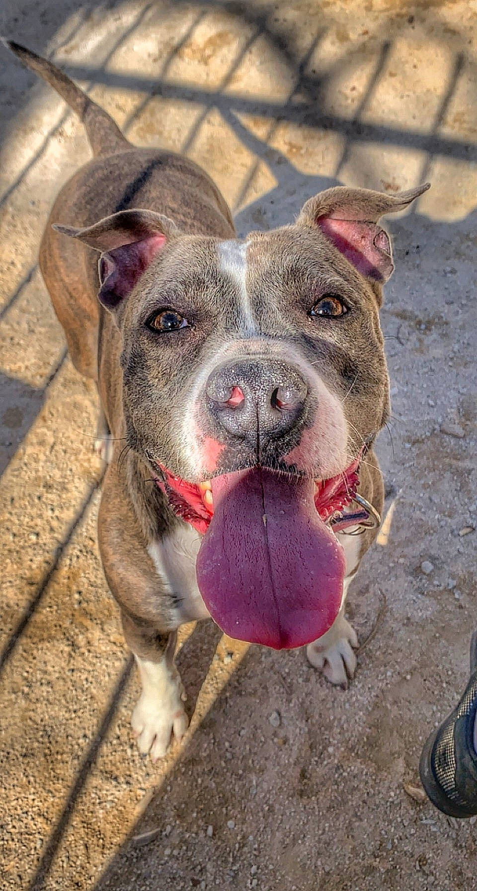 Nala participe au concours pour gagner de l'argent avec cette photo : canidae, carnivore, collar, companion_dog, dog, dog_breed, dog_collar, fawn, non_sporting_group, pet_supply, snout, sporting_group, terrestrial_animal, whiskers, working_animal, working_dog, wrinkle