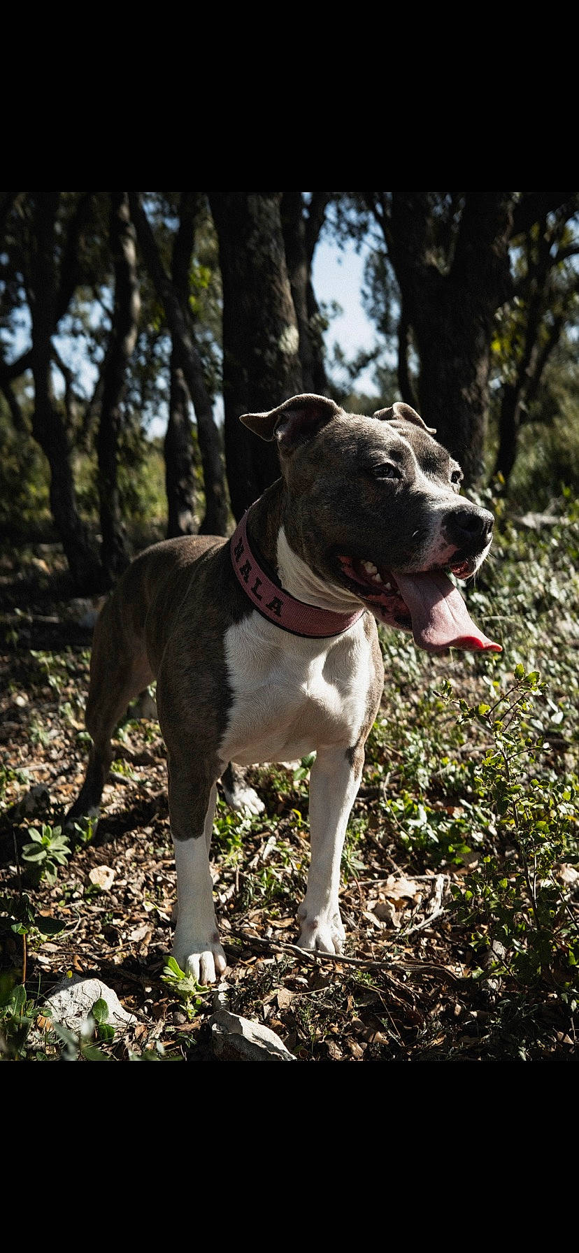 Nala a rejoint le concours — aidez-le/la à gagner de superbes lots ! canidae, carnivore, collar, companion_dog, dog, dog_breed, dog_collar, dog_supply, fawn, forest, grass, plant, snout, sporting_group, tail, terrestrial_animal, tree, whiskers, working_animal, working_dog