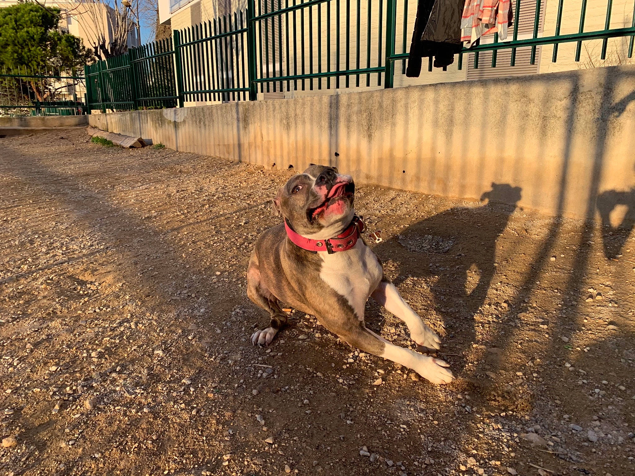 Nala a rejoint le concours — aidez-le/la à gagner de superbes lots ! asphalt, ball, carnivore, collar, companion_dog, dog, dog_breed, fawn, fence, grass, leash, pet_supply, road, road_surface, sidewalk, snout, sporting_group, tints_and_shades, tree, working_animal