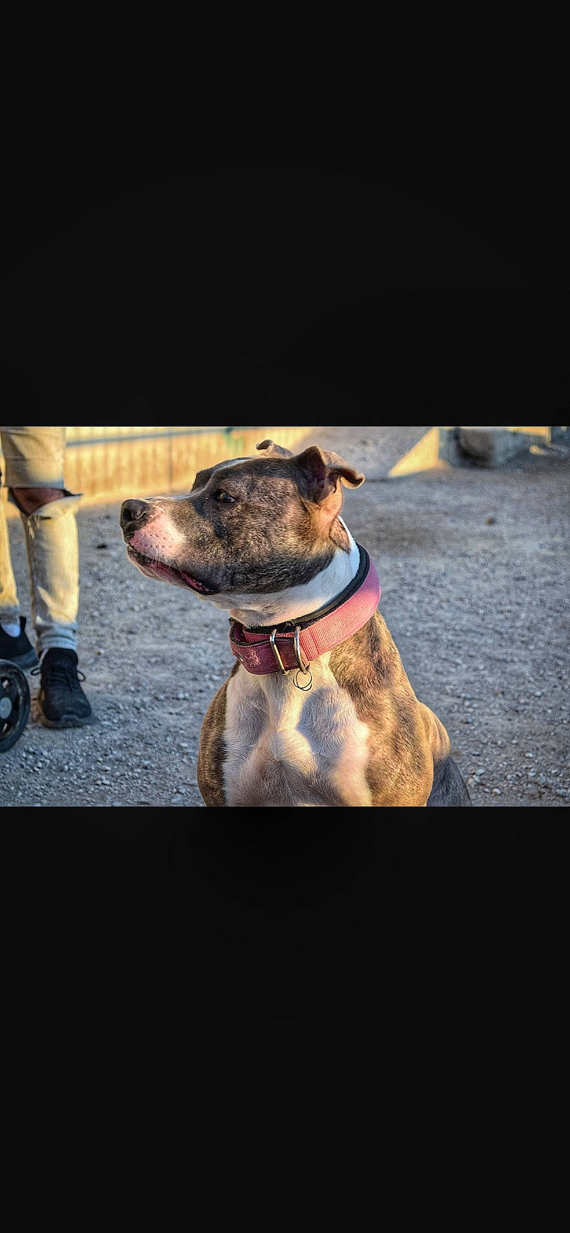 Nala a rejoint le concours — aidez-le/la à gagner de superbes lots ! canidae, carnivore, collar, companion_dog, dog, dog_breed, dog_collar, dog_supply, eyewear, fashion_accessory, fawn, fur, leash, pet_supply, sneakers, snout, sunglasses, terrestrial_animal, whiskers, working_animal