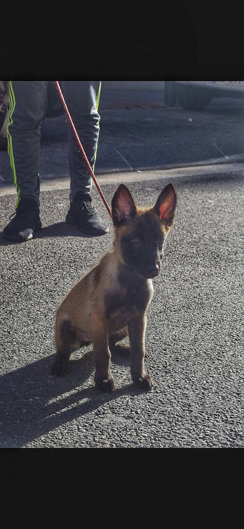 Naska a rejoint le concours — aidez-le/la à gagner de superbes lots ! asphalt, canidae, carnivore, companion_dog, dog, dog_breed, fawn, felidae, fur, paw, road, road_surface, shadow, snout, sporting_group, tail, terrestrial_animal, toy_dog, whiskers, working_animal